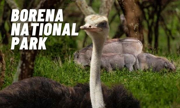 Borena National Park