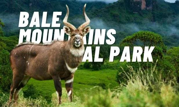 Bale Mountains National Park