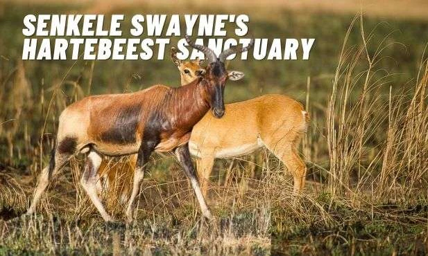Senkele Swayne's Hartebeest Sanctuary
